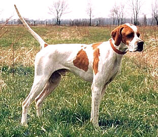 Axel is out of the first Pointer litter with two Dual Champion parents.